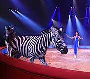 Jana Mandana Lacey-Krone mit den Krone Zebras bei der Premiere der 2. Winterspielzeit 2020 am 01.02.2020 (©Foto: Martin Schmitz)